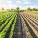 Why the Church is involved in facilitating negotiations between commercial farmers and land reparation beneficiaries