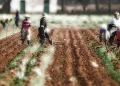 Land Redistribution In South Africa: Church Leading By Example